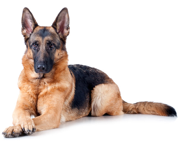 German Shepard 