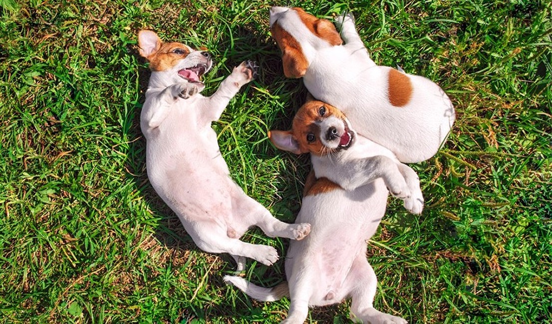 Puppies Laying on Grass